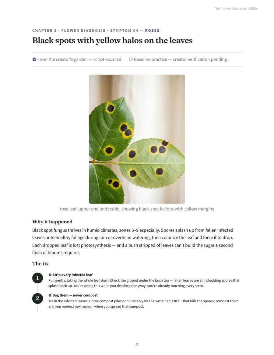 Flower diagnosis page showing black spot on roses